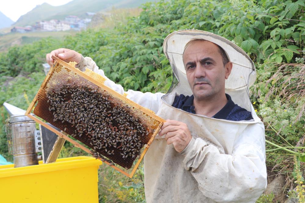 Anzer Balı sağımları gerçekleştiriliyor