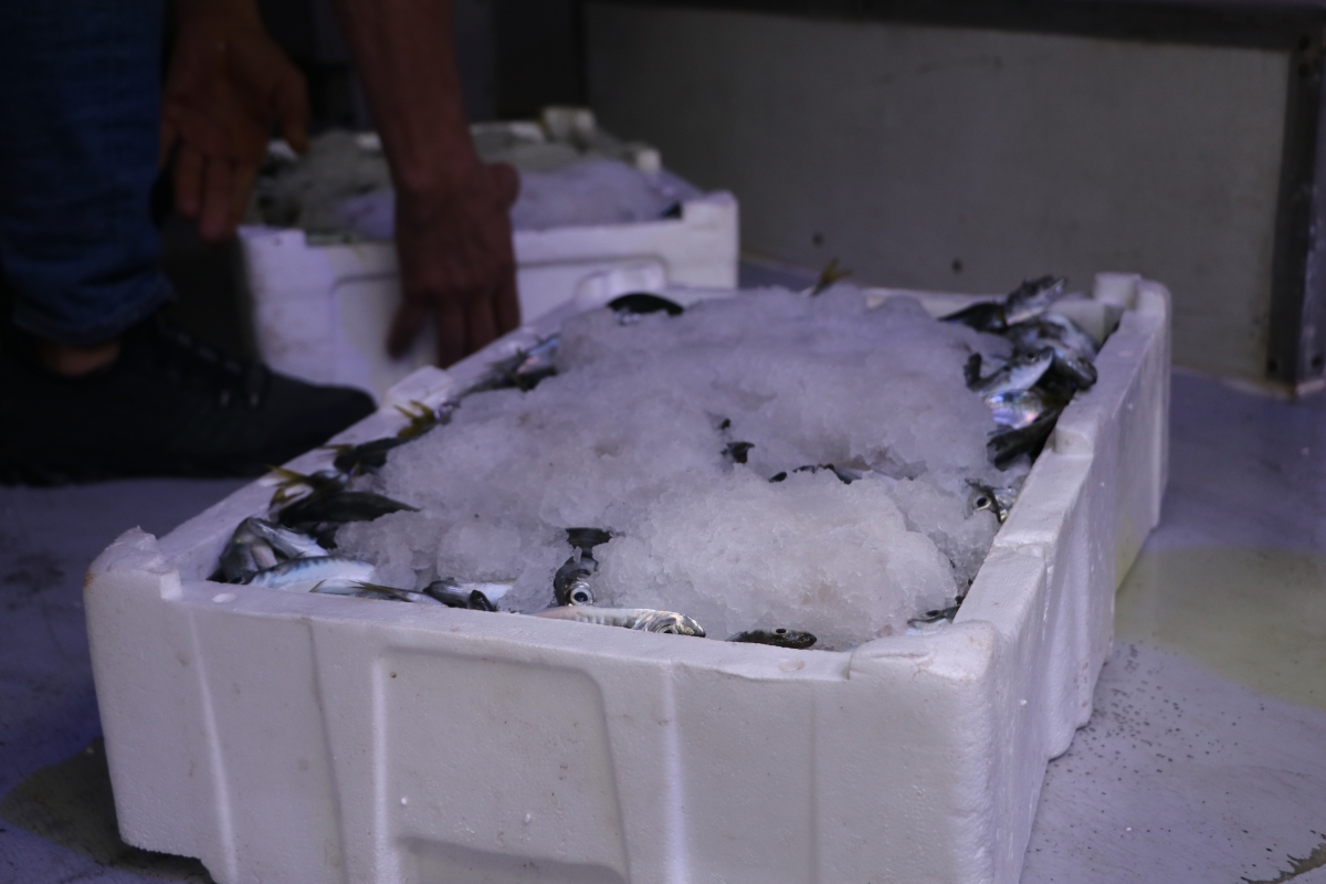 Rize'de ilk balıklar satıldı