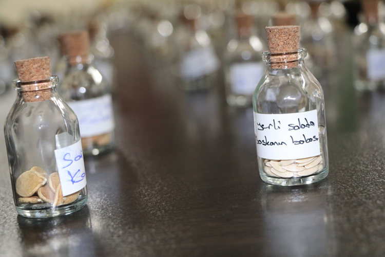 Bölgeden toplanan geleneksel ata tohumları halka dağıtılarak tekrardan toprakla buluşturuluyor