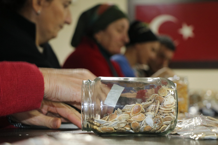 Bölgeden toplanan geleneksel ata tohumları halka dağıtılarak tekrardan toprakla buluşturuluyor