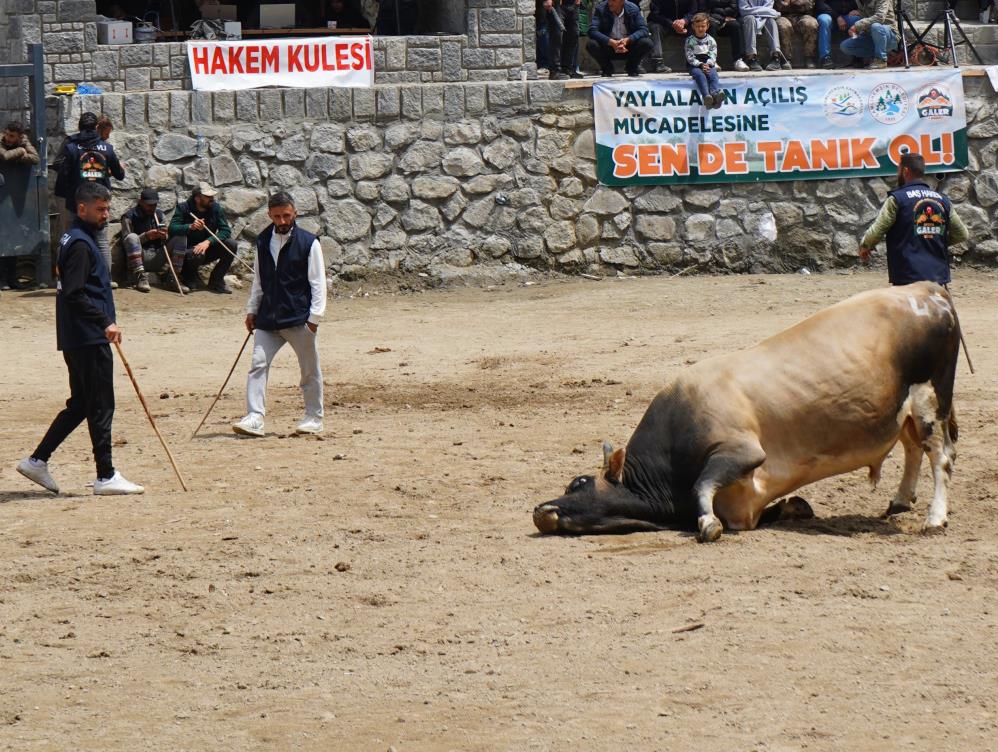 Ayder'de boğa güreşleri şenliği renkli görüntülere sahne oldu