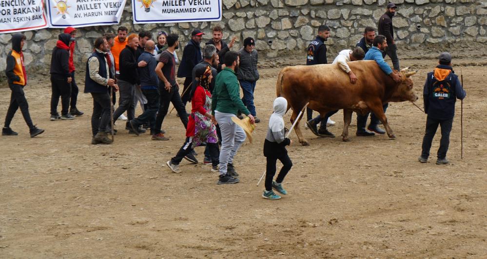 Ayder'de boğa güreşleri şenliği renkli görüntülere sahne oldu