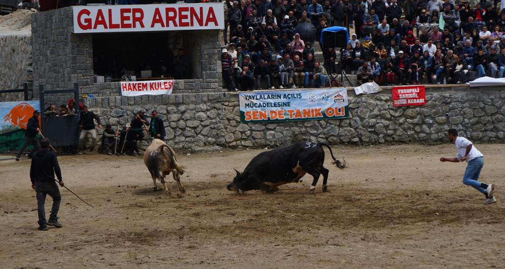 Ayder'de boğa güreşleri şenliği renkli görüntülere sahne oldu