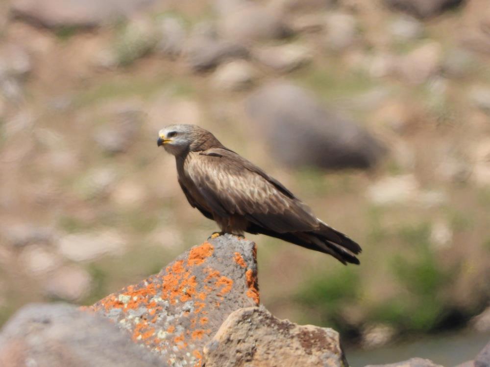 Erzurum'da kuşlar doğal yaşamlarında görüntülendi