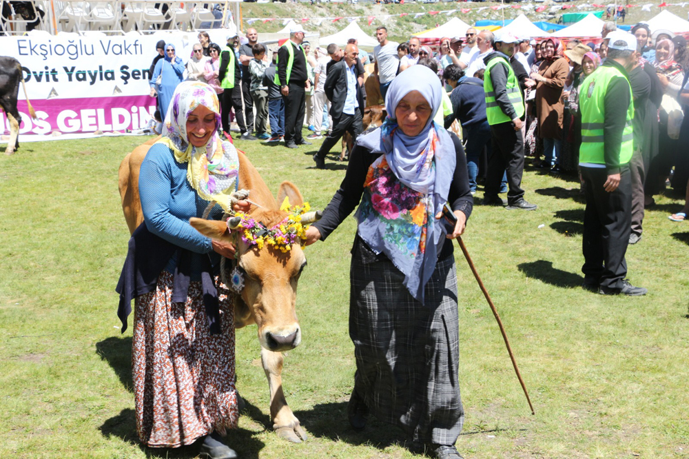 Rize'de ilginç 'İnek güzellik yarışması'