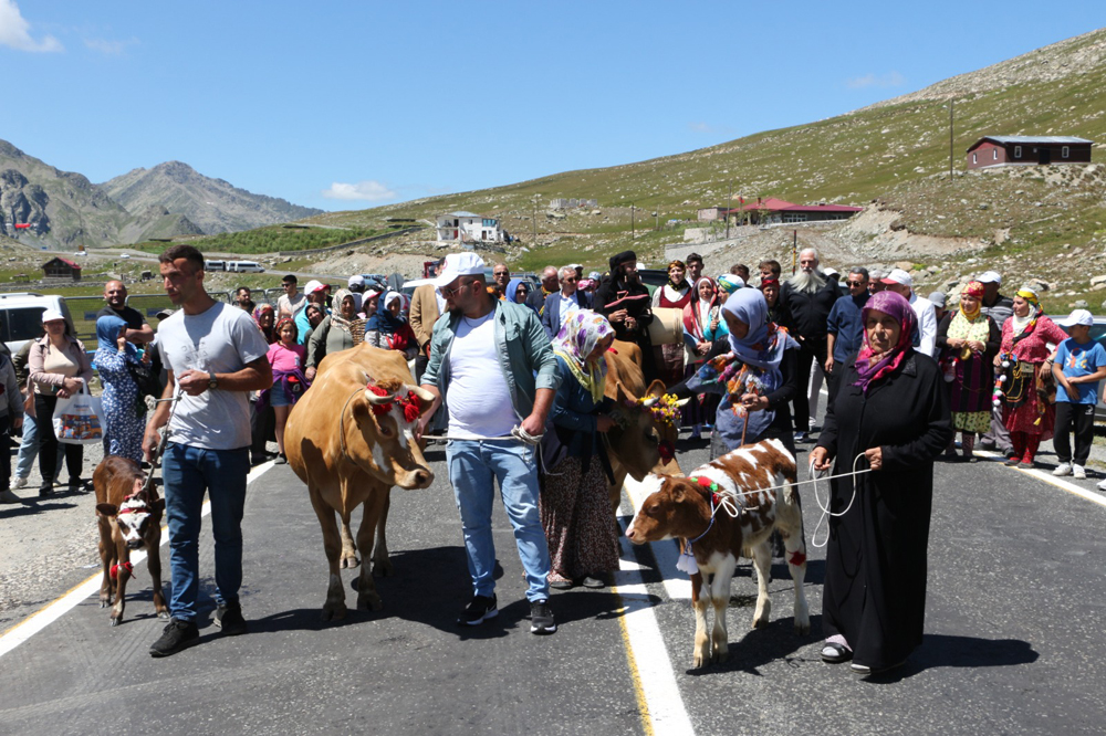 Rize'de ilginç 'İnek güzellik yarışması'