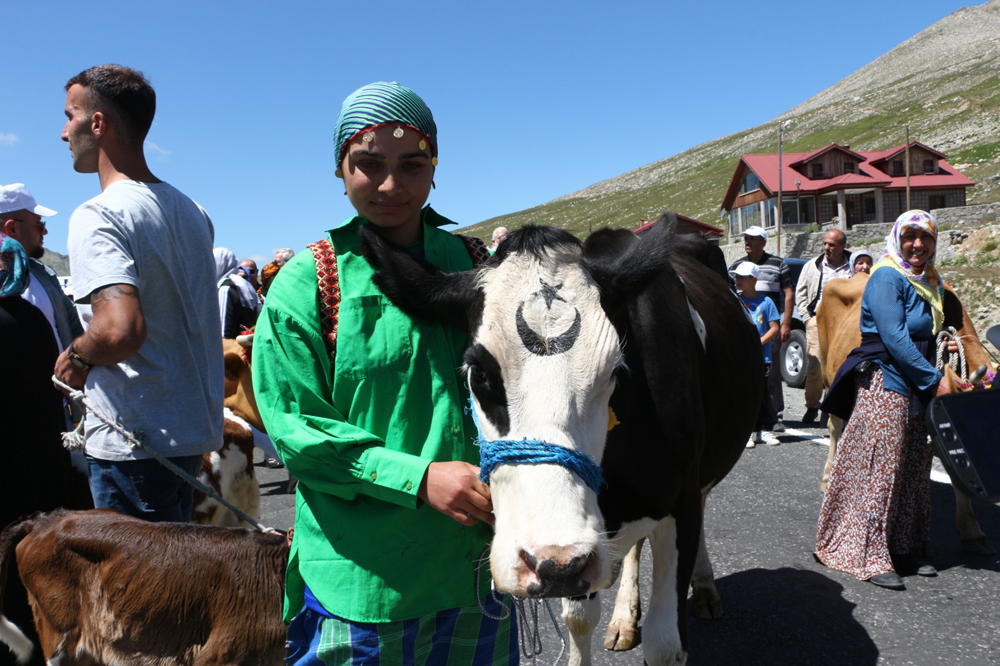Rize'de ilginç 'İnek güzellik yarışması'
