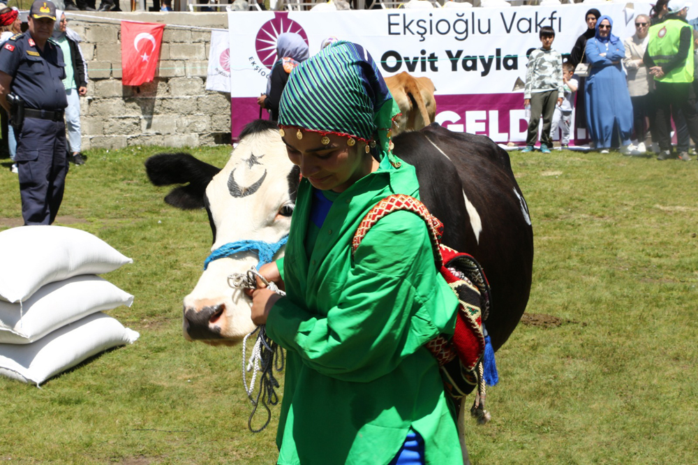 Rize'de ilginç 'İnek güzellik yarışması'
