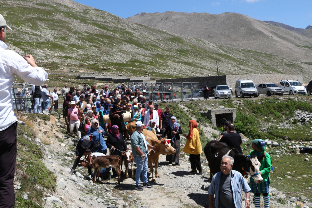Rize'de ilginç 'İnek güzellik yarışması'