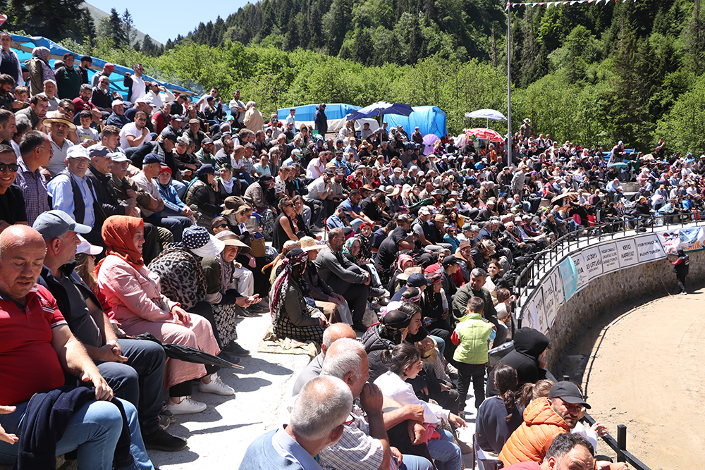Ayder'de kıran kırana boğa güreşi