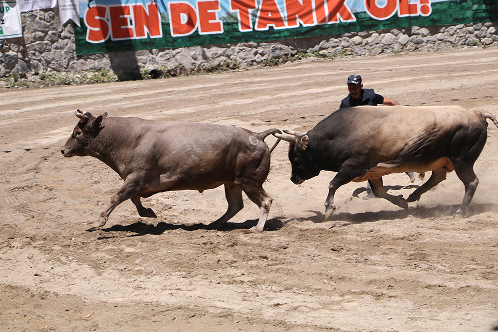 Ayder'de kıran kırana boğa güreşi