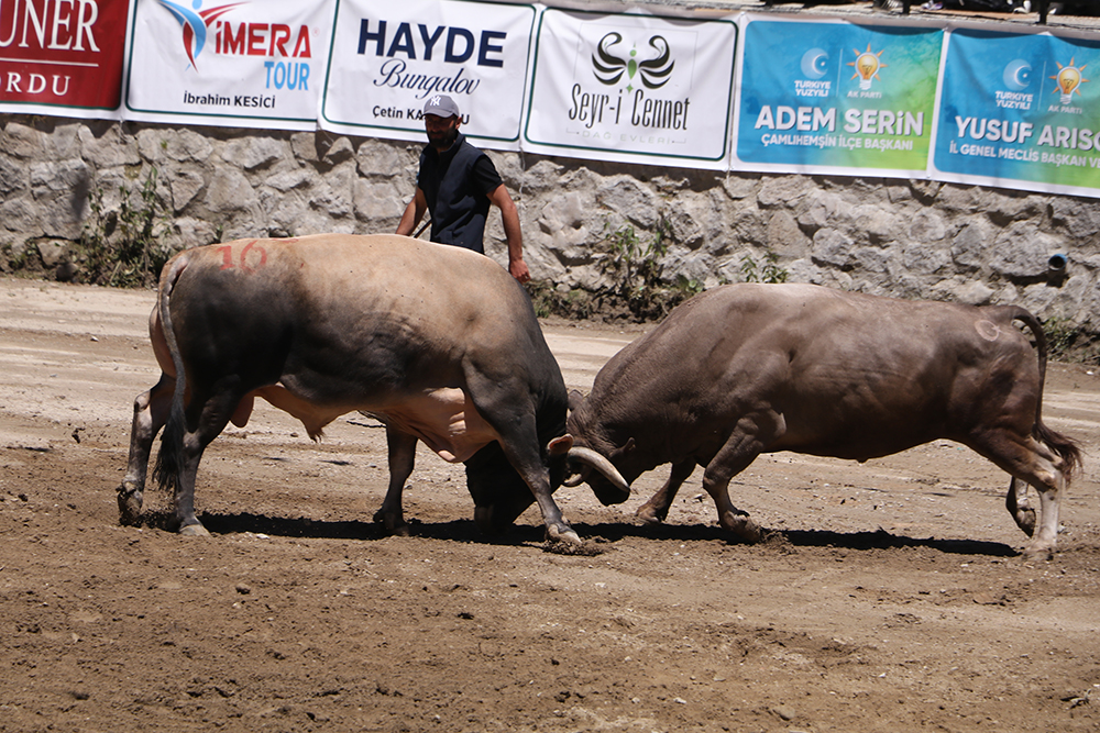 Ayder'de kıran kırana boğa güreşi