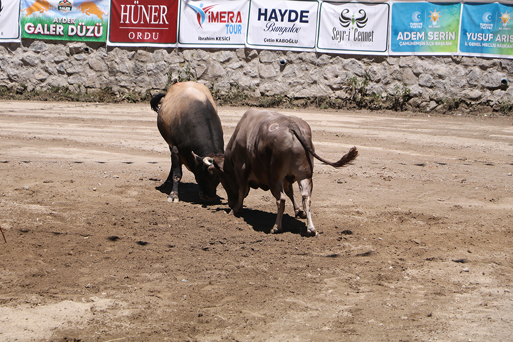 Ayder'de kıran kırana boğa güreşi