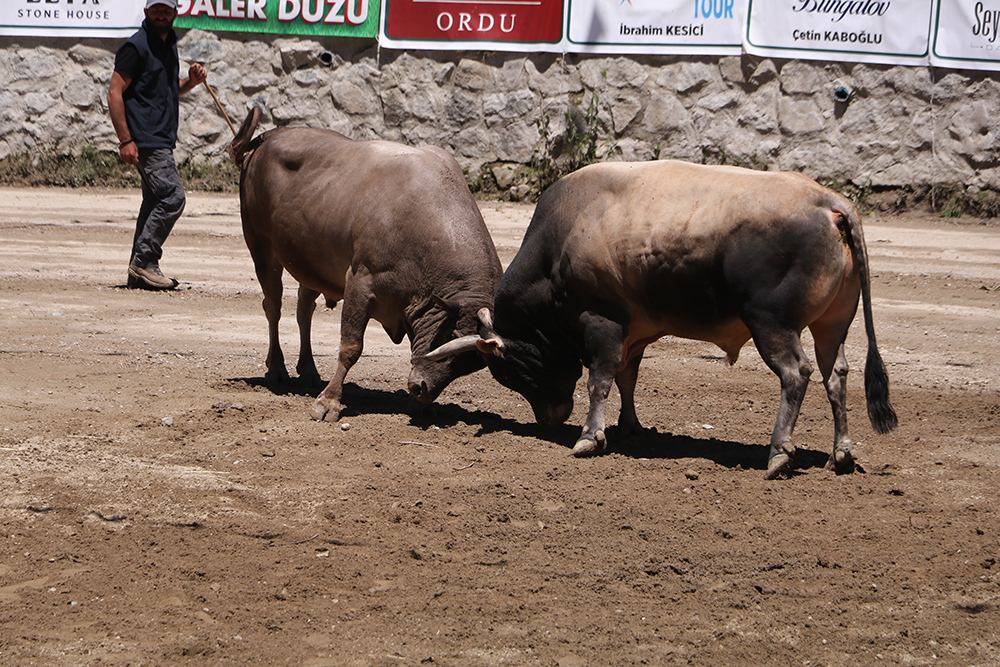 Ayder'de kıran kırana boğa güreşi