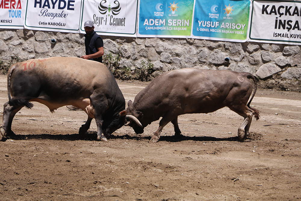 Ayder'de kıran kırana boğa güreşi