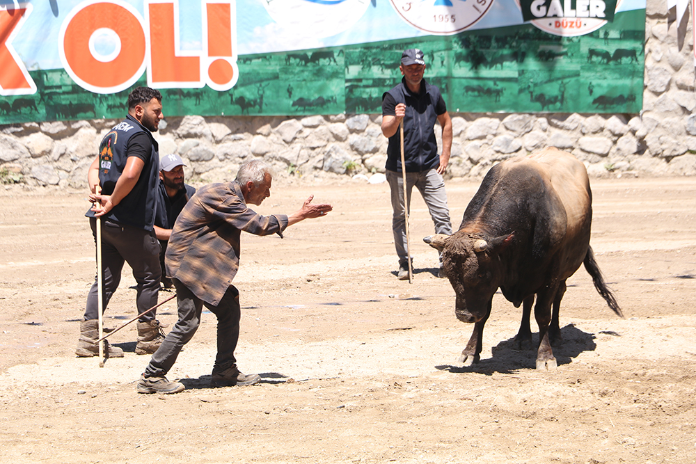 Ayder'de kıran kırana boğa güreşi