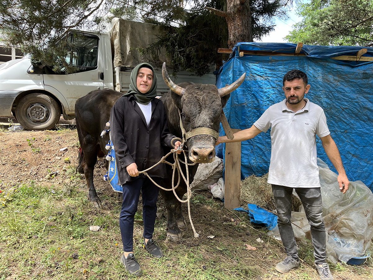 Kafkasör'de boğaların nefes kesen randevusu