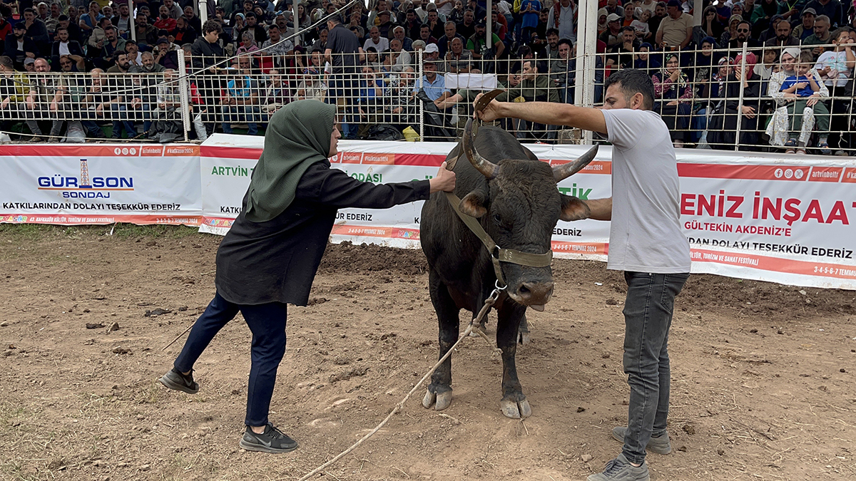 Kafkasör'de boğaların nefes kesen randevusu