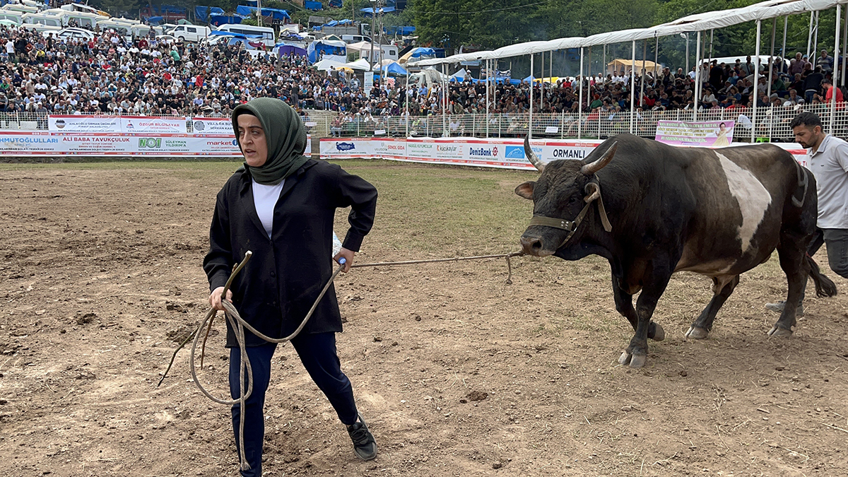 Kafkasör'de boğaların nefes kesen randevusu