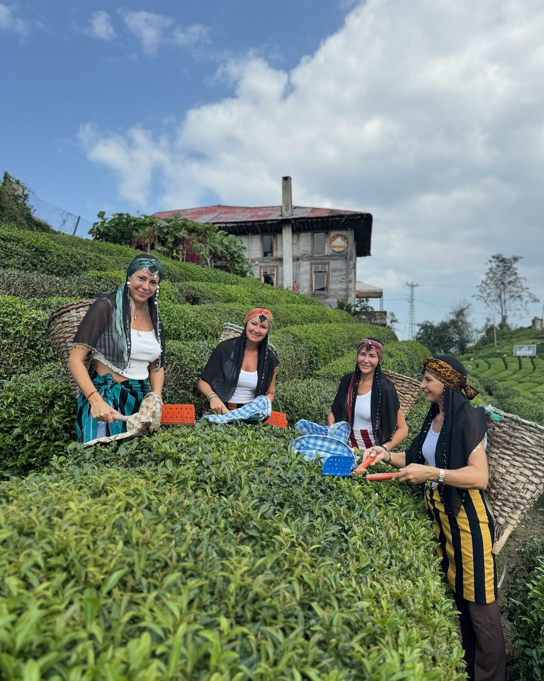 Pinar Altuğ Rize'de çay topladı