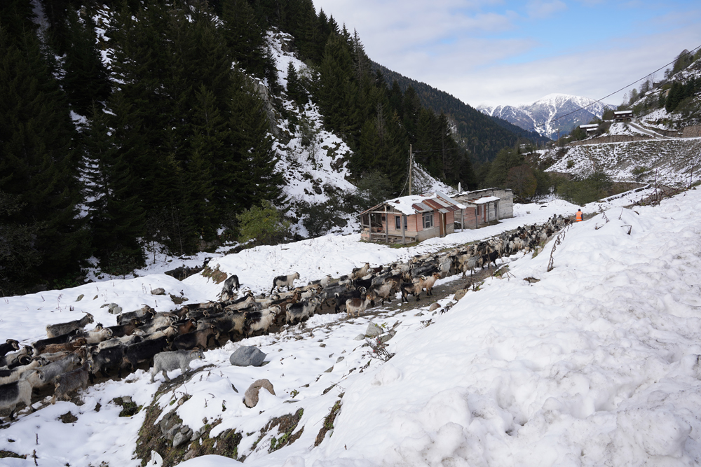 Rize'den Kartpostallık görünler