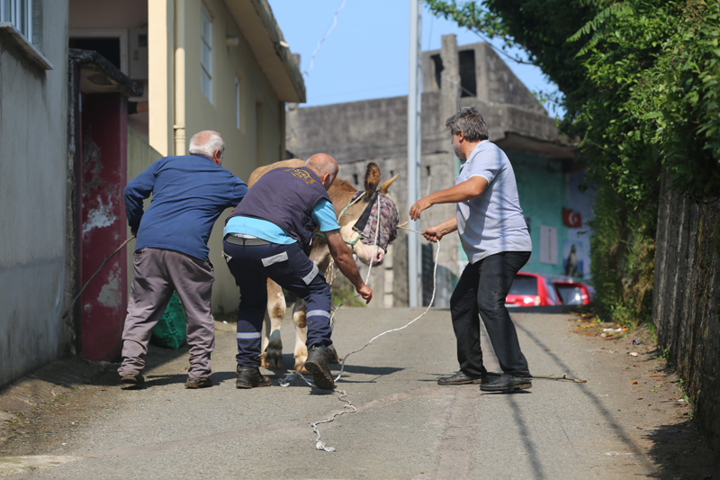 Rize'de kaçan boğa sahiplerini peşinden koşturdu