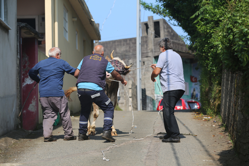 Rize'de kaçan boğa sahiplerini peşinden koşturdu