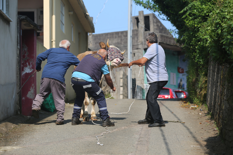 Rize'de kaçan boğa sahiplerini peşinden koşturdu