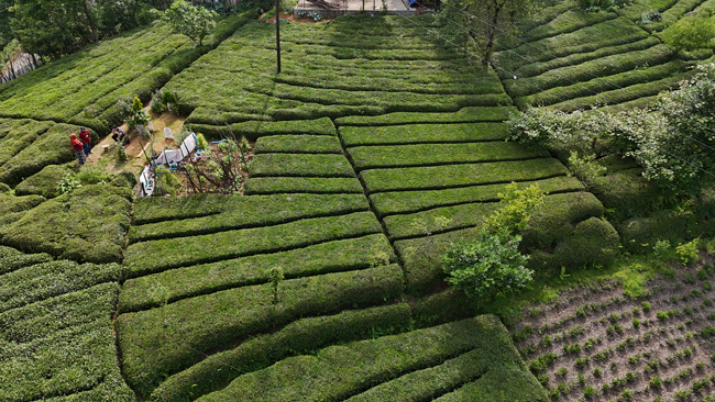 Rize Ambarlık Köyü Çay Bahçesi Fotoğrafları