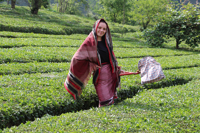 Rize Ambarlık Köyü Çay Bahçesi Fotoğrafları