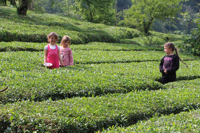 Rize Ambarlık Köyü Çay Bahçesi Fotoğrafları
