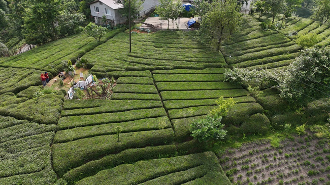 Rize Ambarlık Köyü Çay Bahçesi Fotoğrafları