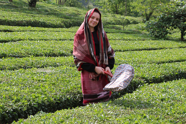 Rize Ambarlık Köyü Çay Bahçesi Fotoğrafları