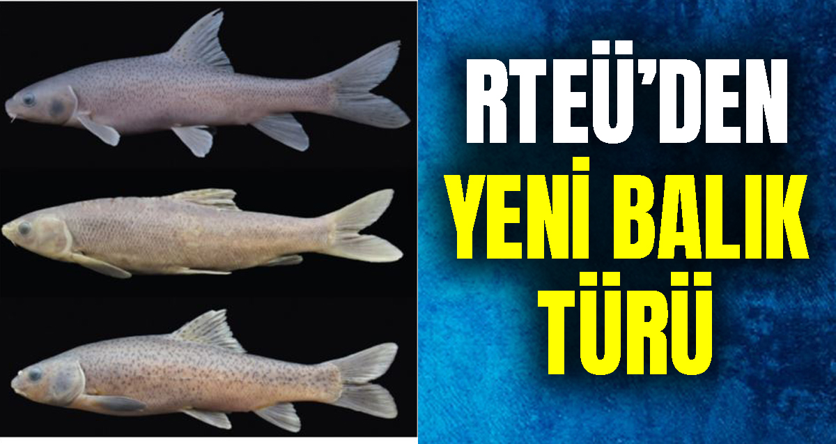 RTEÜ Dünya balık faunası için yeni bir cins keşfetti