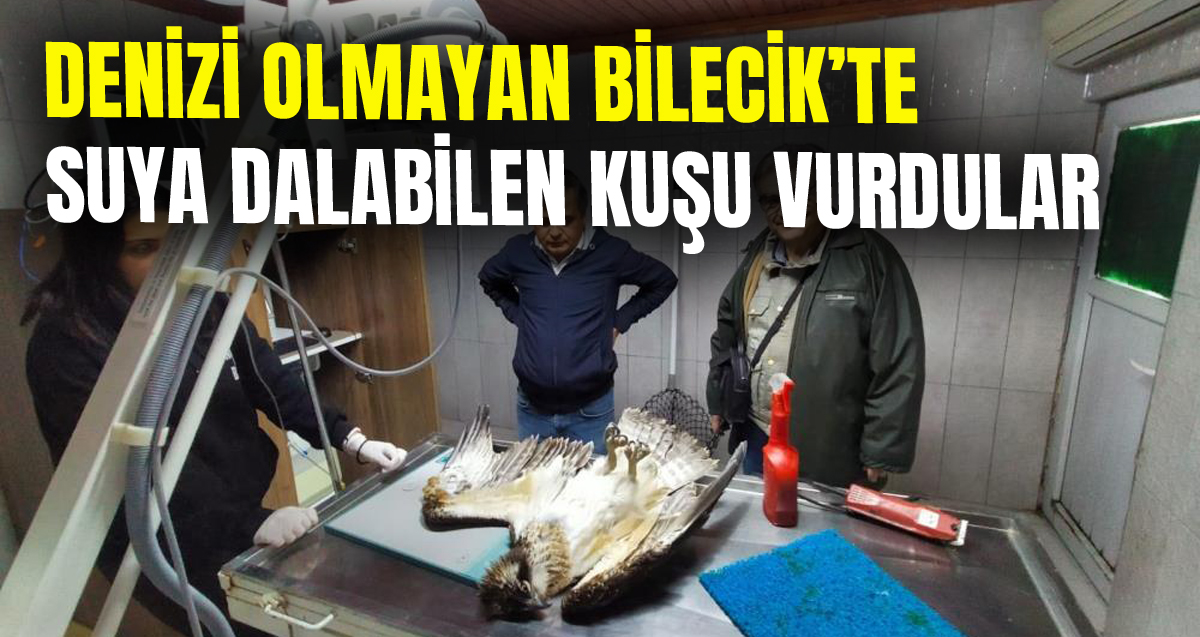 Suya dalabilen tek yırtıcı kuşu denizi olmayan Bilecik'te avcılar vurdu