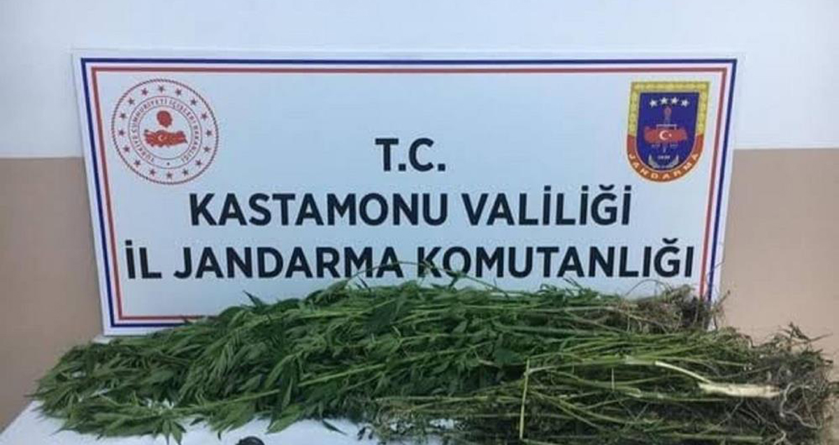 Kastamonu’da kenevir yetiştiren şahıslara operasyon: 3 gözaltı