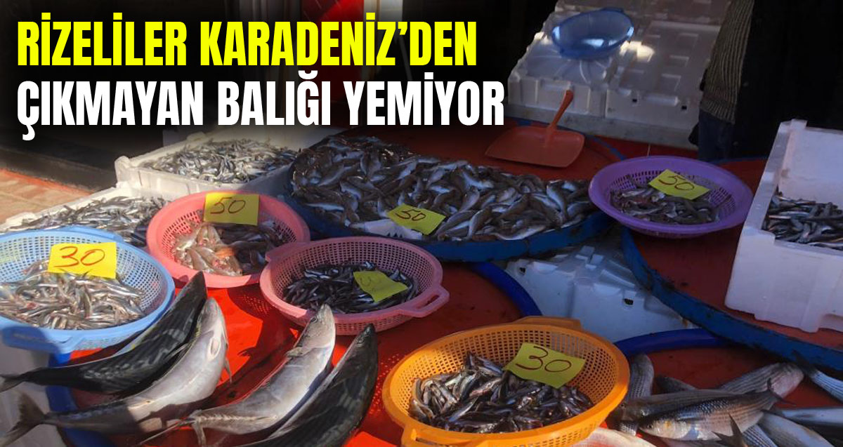 Rizeliler Doğu Karadeniz'den çıkmayan balığın lezzetini beğenmiyor
