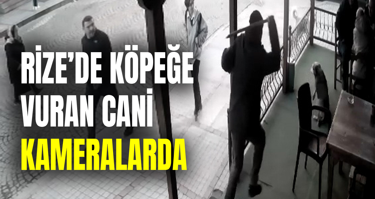 Sokak köpeğini defalarca sopayla vuran saldırgan kamerada