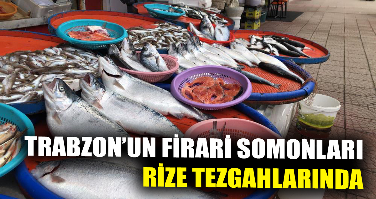 Trabzon'dan kaçan somonlar Rize'de tezgaha düştü