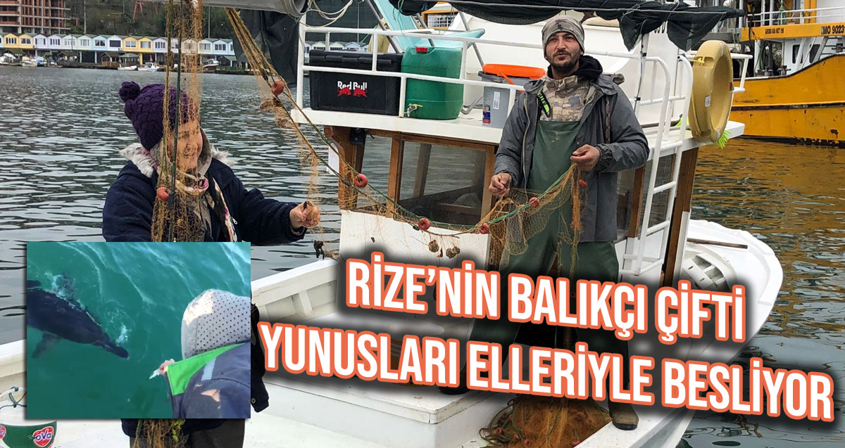 Rize’de ki balıkçı çift Uğur Terzi ve Gamze Terzi yunusları elleriyle besliyor
