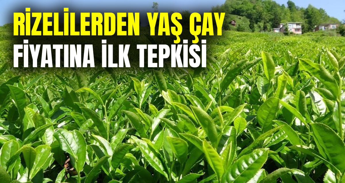 Cumhurbaşkanı Erdoğan'ın açıkladığı yaş çay taban fiyatından vatandaş memnun