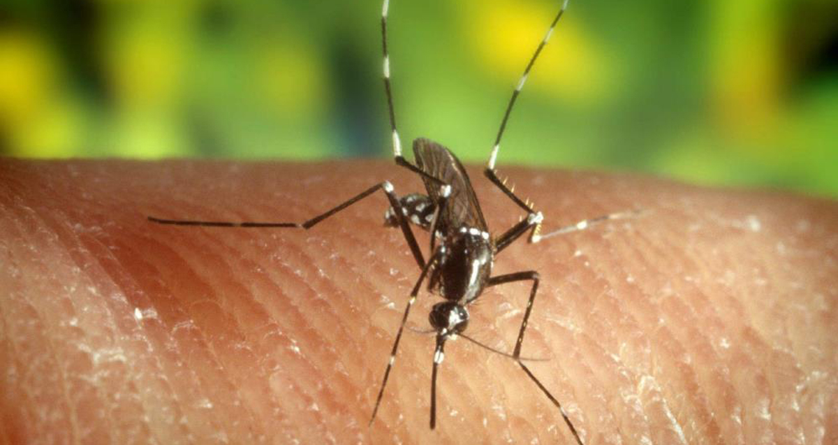 Belli özelliklere sahipseniz sivrisinekler tarafından ısırılmanız kaçınılmaz!