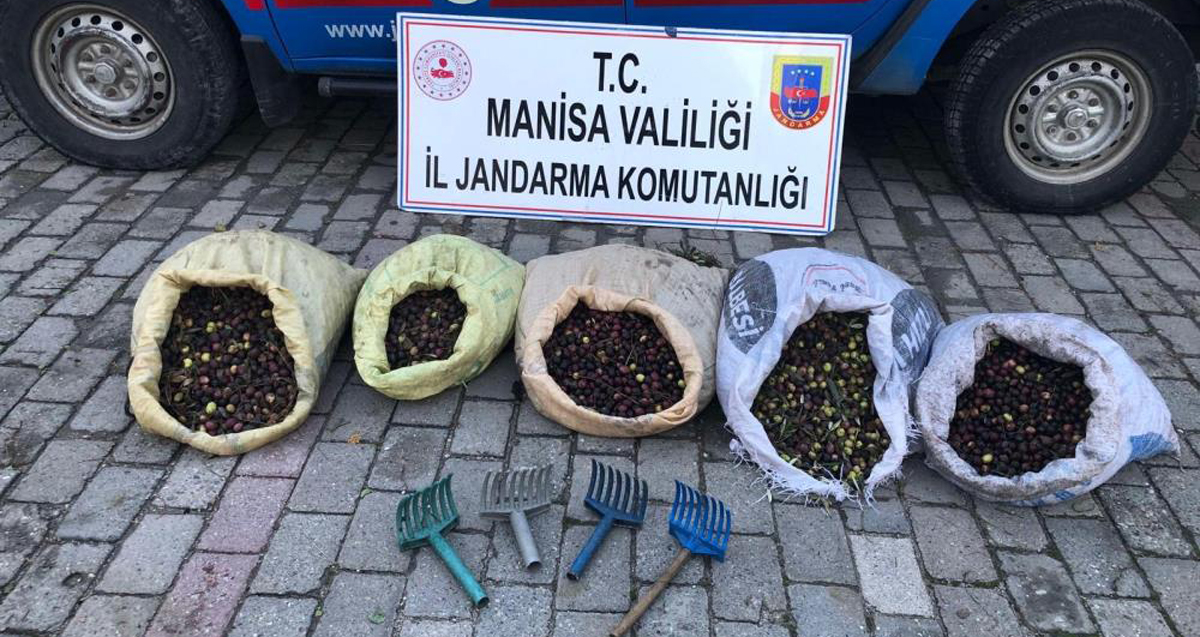 Manisa'da jandarma ekipleri zeytin hırsızlığı yapan 30 kişiyi yakaladı