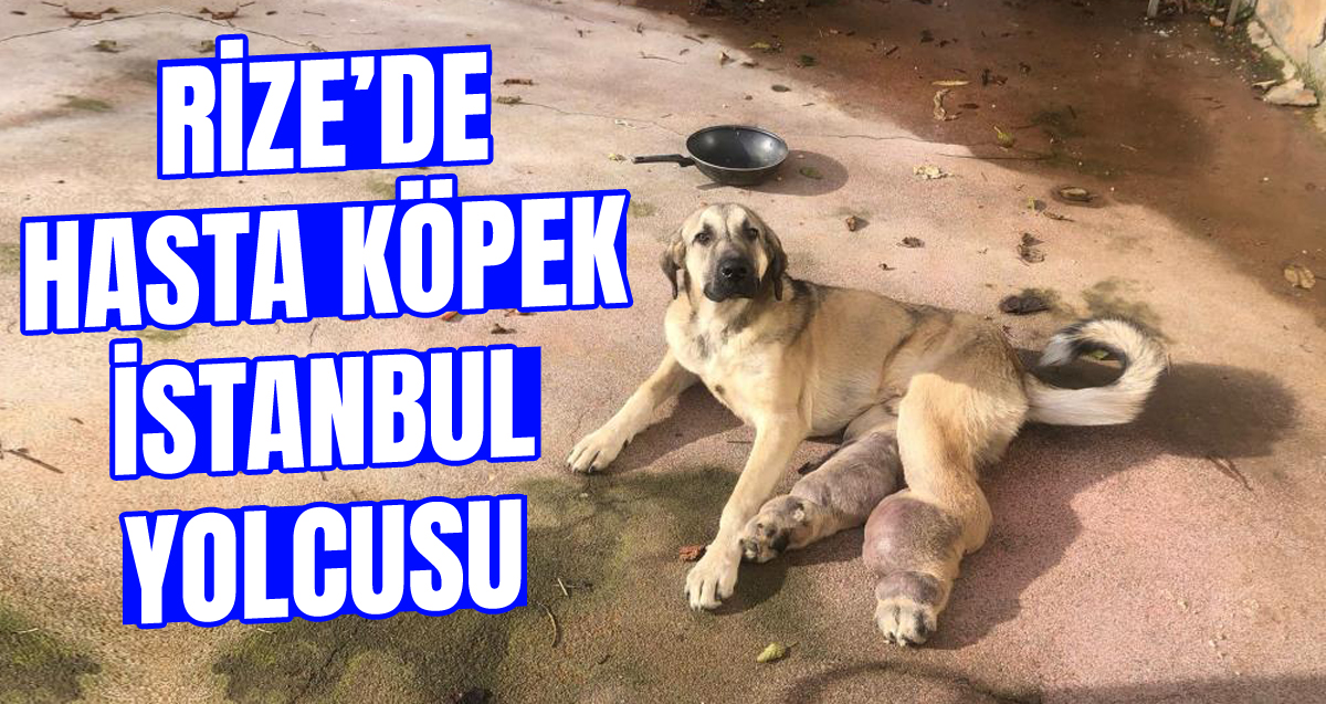Rize’de hasta köpek tedavi için İstanbul'a gönderildi