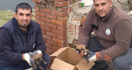 Edirne'de öp konteynerine atılan 5 yavru köpek kurtarıldı 