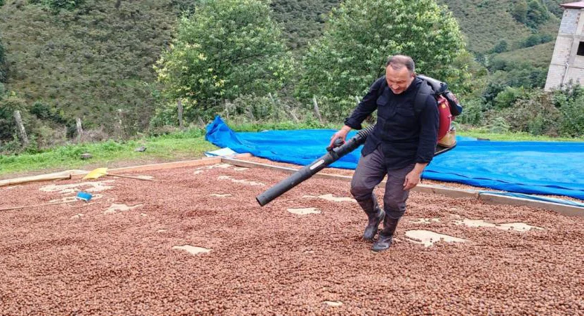 Yağmur nedeniyle kurumayan fındığa üfleme körüğü müdahalesi