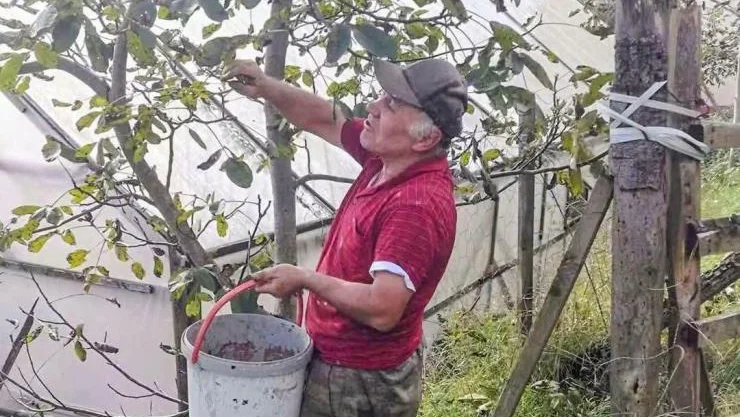Ağasar’da fındığa alternatif olarak ceviz üretiliyor