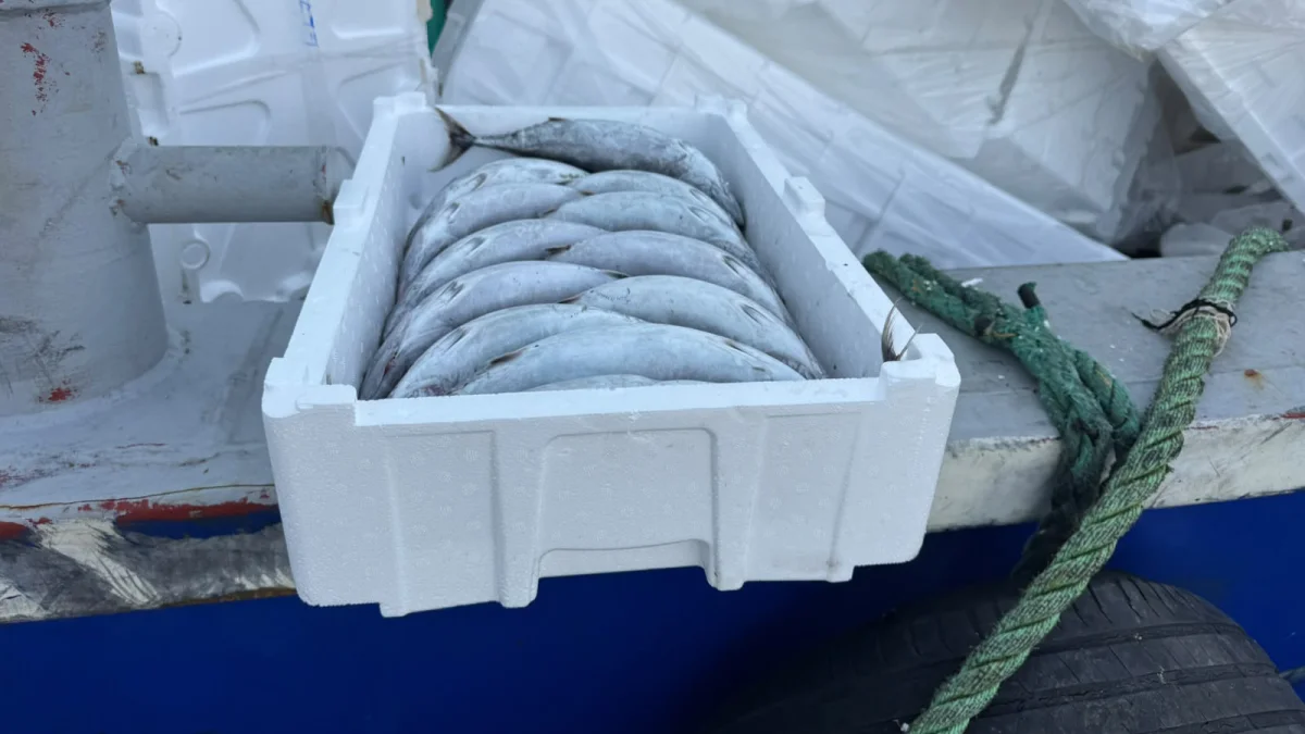 Boş kasanın fiyatı balığın fiyatını 3'e katladı